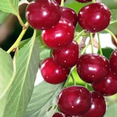 Вишня Харитоновская
