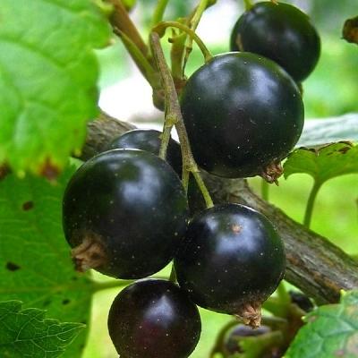 Смородина черная Велой (Ленинградская сладкая)