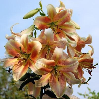 Лилия ОТ-гибрид Ред Хот