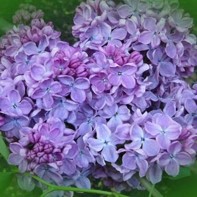 Сирень обыкновенная Космос