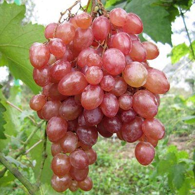 Виноград плодовый Кишмиш лучистый