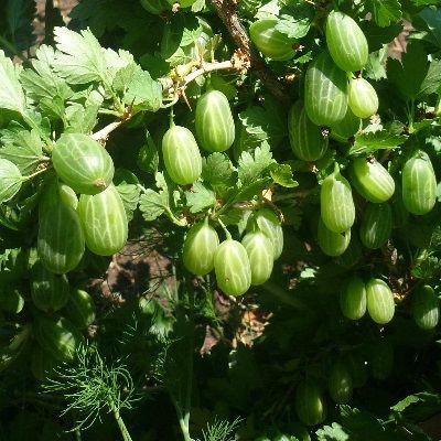 Крыжовник Уральский изумруд