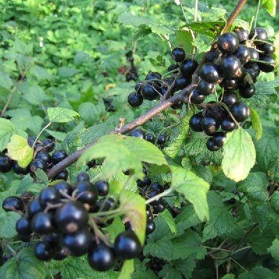 Смородина черная Ленинградский великан