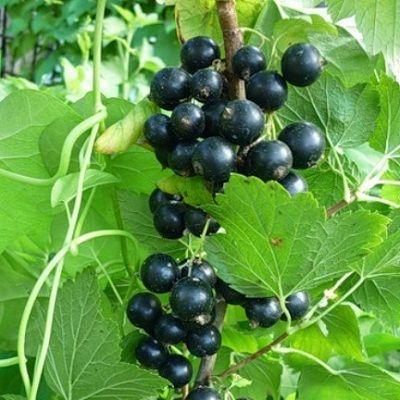 Смородина черная Орловская серенада