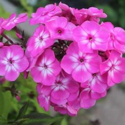 Флокс метельчатый Кенди Флосс
