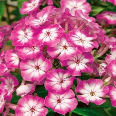 Флокс метельчатый Эден Краш