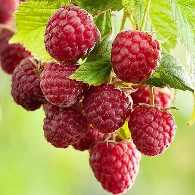 Малина ремонтантная Малиновая гряда 