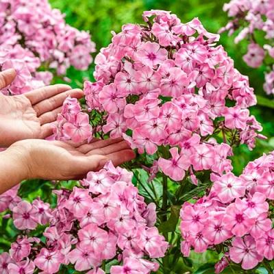 Флокс метельчатый Геркулес