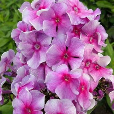 Флокс метельчатый Виринея
