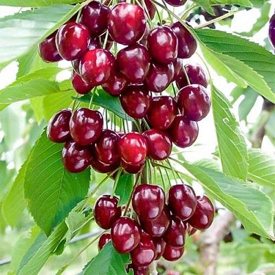 Вишня Краса Севера (Дюк)