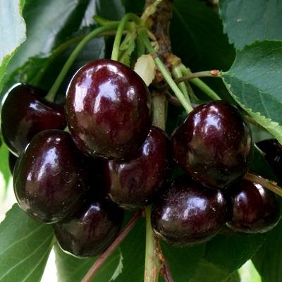 Черешня Орловская Фея