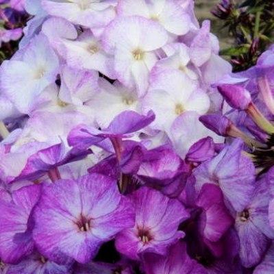 Флокс метельчатый Фрекл Блю Шейдес