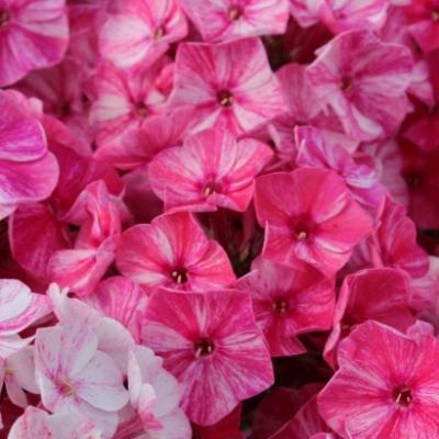 Флокс метельчатый Фрекл Ред Шейдес