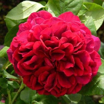 Роза английская парковая Зе Дарк Леди