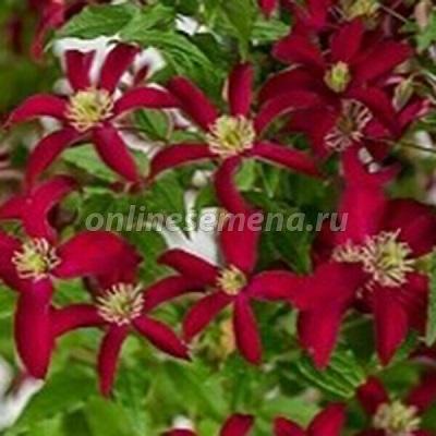 Клематис ботанический Глориес Ред