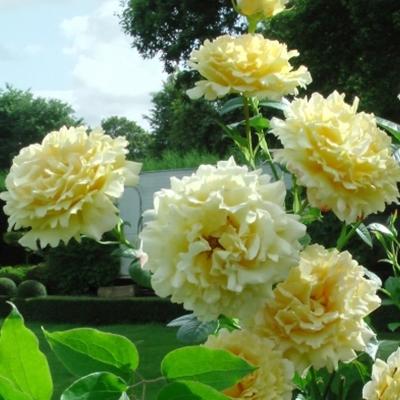Роза плетистая Сирано де Бержерак
