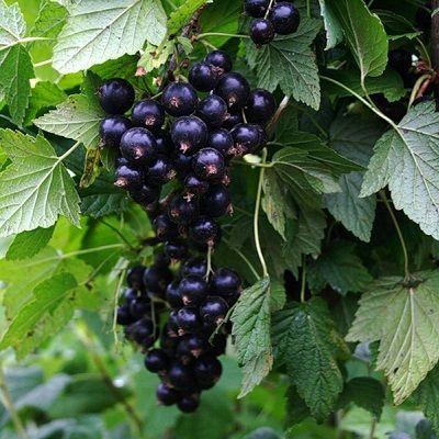 Смородина черная Сибилла