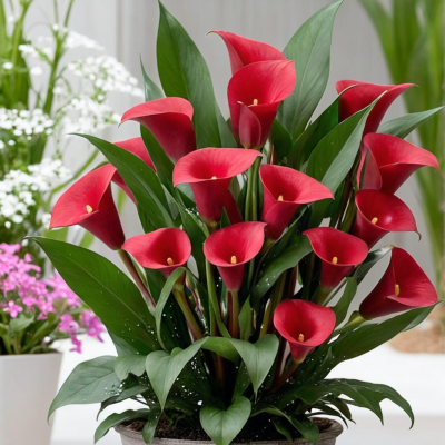 Калла Ред Симфони
