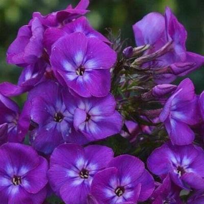 Флокс метельчатый Адинда
